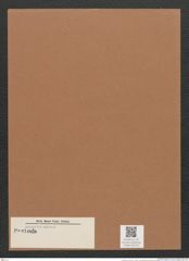 Navicula sp. (de-Toni-Nr.: Genus 1) Zeichnungen Sammlung Grunow Mappe 00716 (Herbarium_W_Grunow_drawings_Folder_00716)